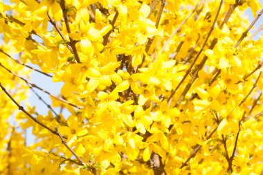 Mançurya sarılıcı sarı çiçek