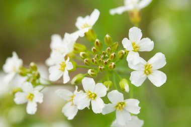 ateş beyaz çiçekler makro