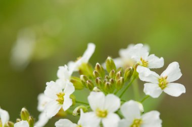 ateş beyaz çiçekler makro