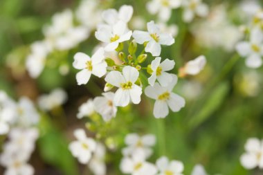 ateş beyaz çiçekler makro