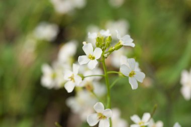ateş beyaz çiçekler makro