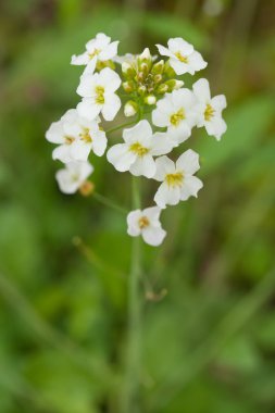 ateş beyaz çiçekler makro