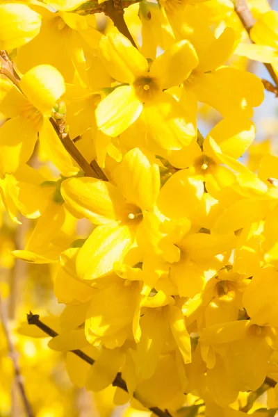 La aralia manchuriana flores amarillas — Foto de Stock