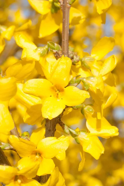 La aralia manchuriana flores amarillas — Foto de Stock