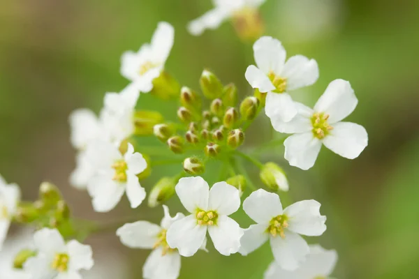 The white flowers macro shot — Stock Photo, Image