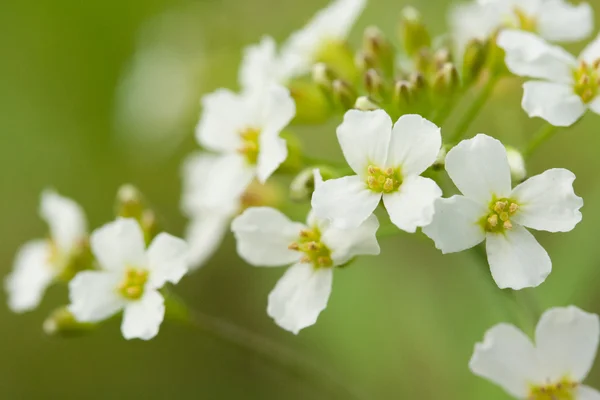 Белые цветы в кадре — стоковое фото