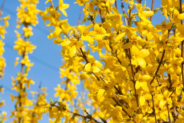 De Manchurian aralia gele bloemen — Stockfoto