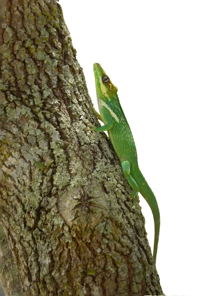 Μπλε και Πράσινη σαύρα (lacerta viridis) — Φωτογραφία Αρχείου