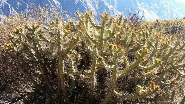 Cactus in a desert mountain — Stock Photo, Image