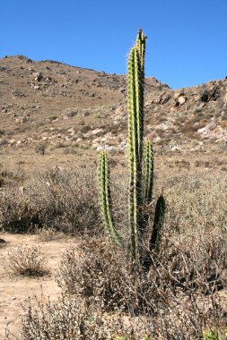 bir çöl Dağ kaktüs