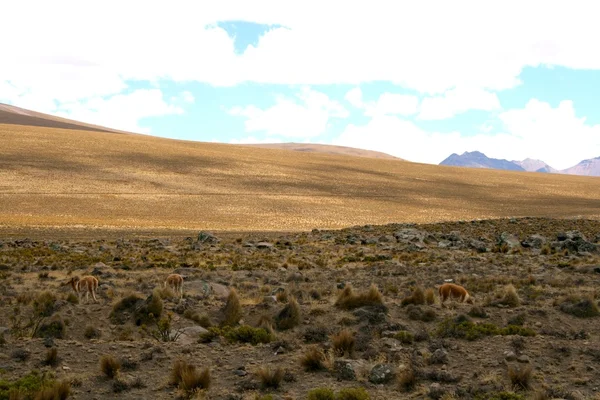 Llamas dans les Andes près d'Arequipa — Photo