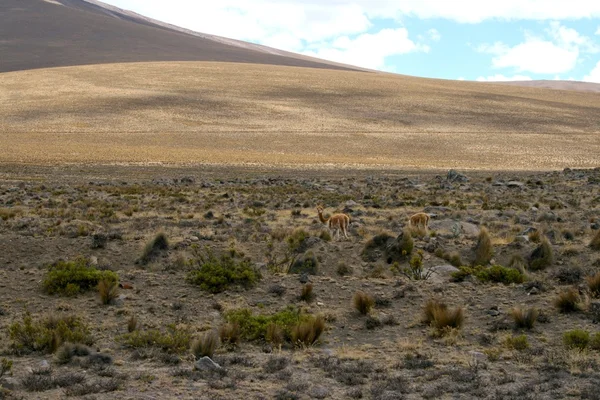 Lama's in de Andes in de buurt van Arequipa — Stockfoto