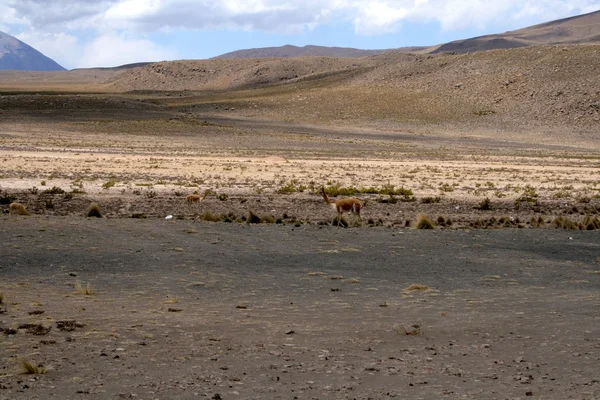 Llamas dans les Andes près d'Arequipa — Photo