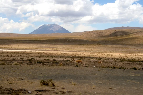 Láma az Andokban közelében Arequipa — Stock Fotó