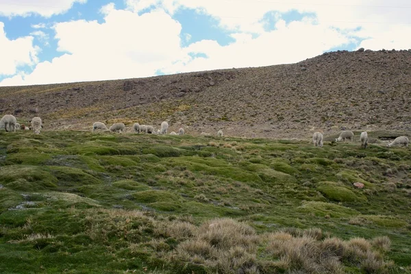 骆驼在安第斯山脉附近阿雷基帕 — 图库照片