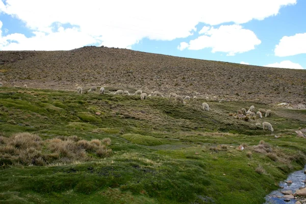 Lama's in de Andes in de buurt van Arequipa — Stockfoto