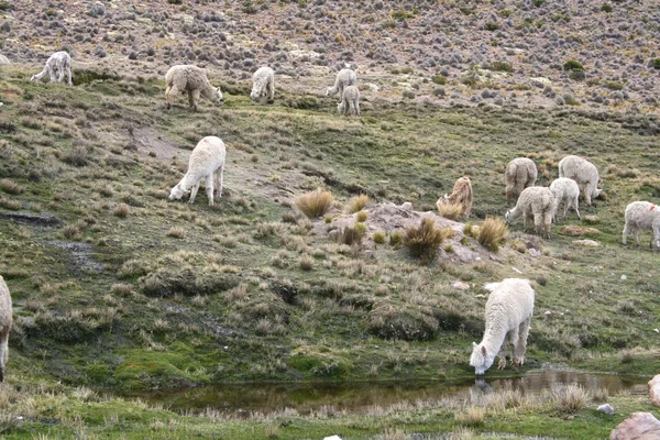 Llamas nos Andes perto de Arequipa — Fotografia de Stock
