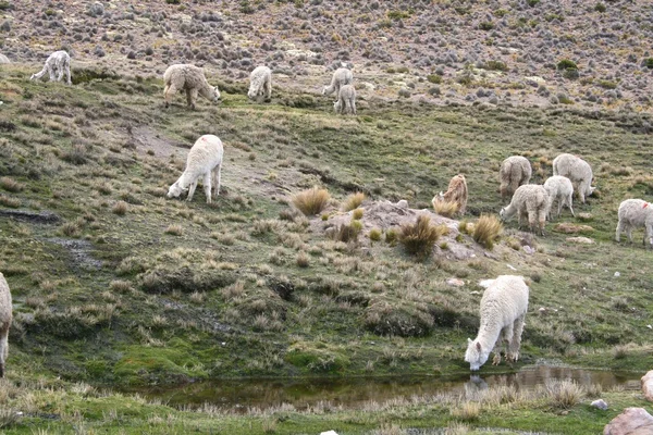 Lama nelle Ande vicino ad Arequipa — Foto Stock