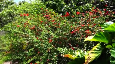 çiçekler ve ağaç