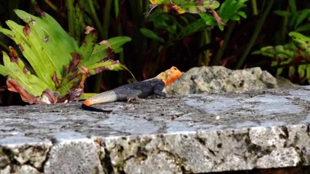 Orange-headed lizard. nature video — Stock Video