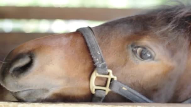 Fechar na cabeça do cavalo estendendo a mão — Vídeo de Stock