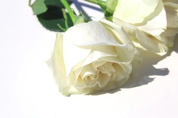 Rosas brancas isoladas em branco — Fotografia de Stock