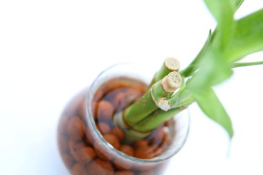 Şanslı bambu (Dracaena sanderiana) bölüm portre