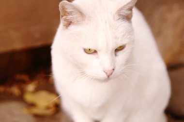 Cute white cat with brigth yellow eyes 