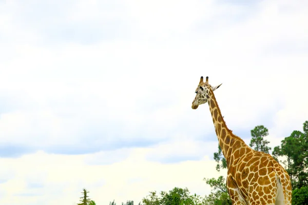 Giraffen in freier Wildbahn — Stockfoto