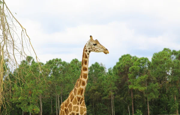Drei Giraffen in der Serengeti — Stockfoto