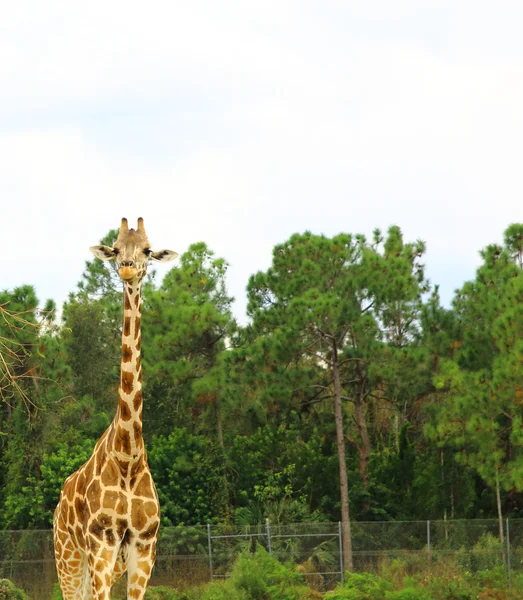 Drei Giraffen in der Serengeti — Stockfoto