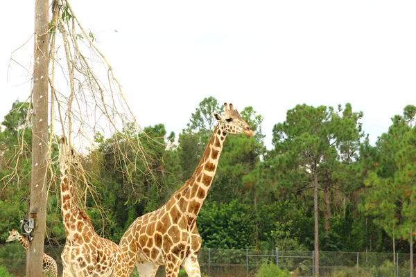 Afrikanische Giraffen. Tier in der Natur. — Stockfoto