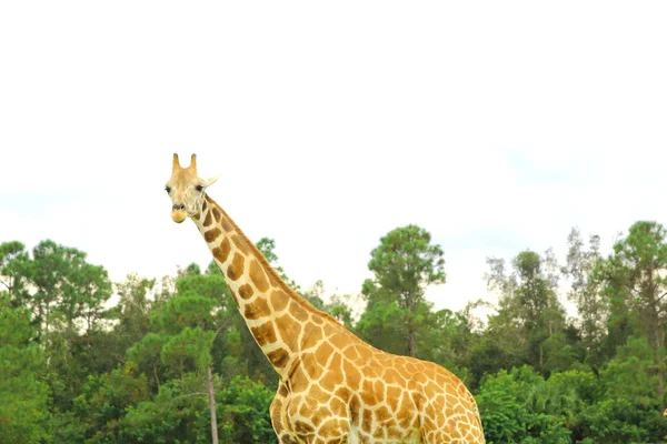 Afrikanische Giraffen. Tier in der Natur. — Stockfoto