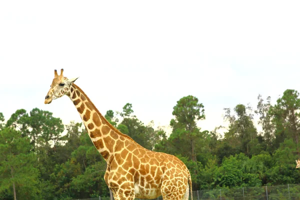 Giraffen in freier Wildbahn — Stockfoto