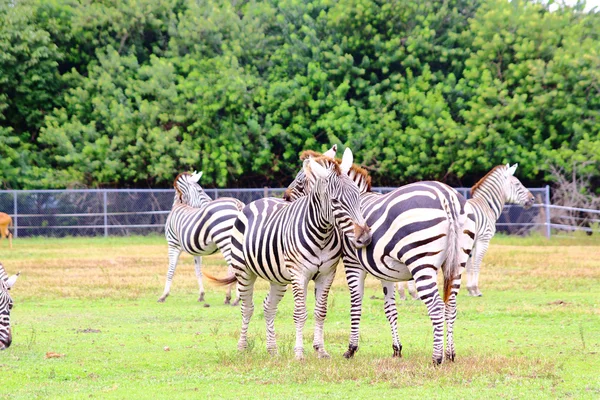 Afrikanische Serengeti Zebraessen — Stockfoto
