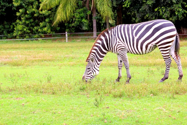Afrika serengeti zebra äta — Stockfoto