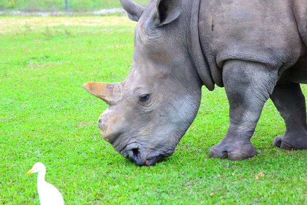 Белый Носорог. Африканское животное . — стоковое фото