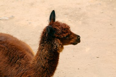 Perulu Lama yakın çekim. tam baş vur. 