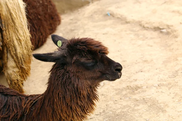 Gros plan sur le lama péruvien. Tête pleine . — Photo