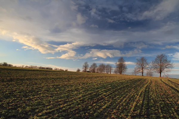 Spring field — Stock Photo, Image