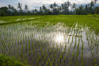 Bali adasındaki yeşil pirinç tarlaları, Ubud yakınlarındaki Jatiluwih, Endonezya