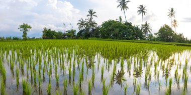 Bali adasındaki yeşil pirinç tarlaları, Ubud yakınlarındaki Jatiluwih, Endonezya