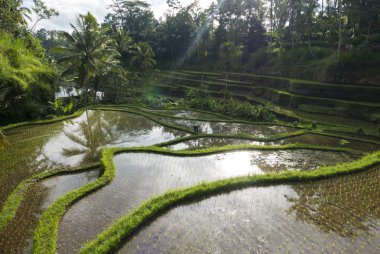 Bali adasındaki yeşil pirinç tarlaları, Ubud yakınlarındaki Jatiluwih, Endonezya