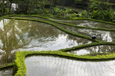 Bali adasındaki yeşil pirinç tarlaları, Ubud yakınlarındaki Jatiluwih, Endonezya