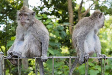 Monkeys at sacred monkey forest, Ubud, Bali, Indonesia