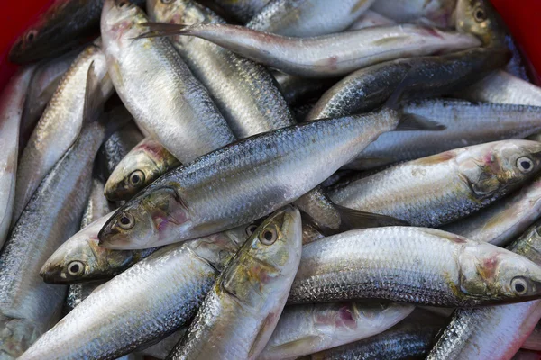 Pescado fresco a la venta en el mercado de Dubai Fish — Foto de Stock