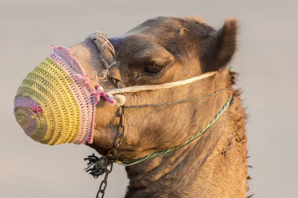 Kamel in der Wüste bei Dubai in den Vereinigten Arabischen Emiraten — Stockfoto