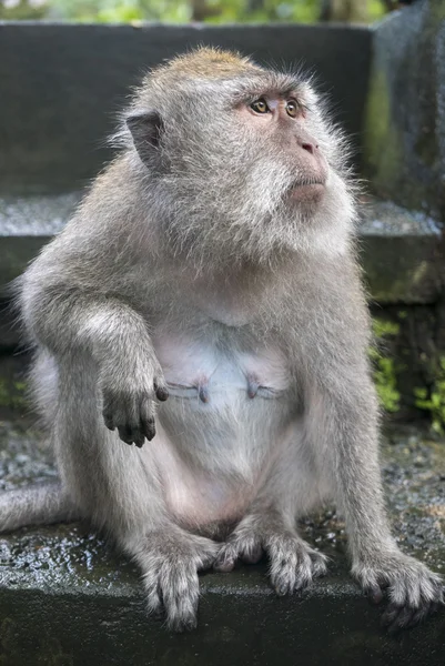 Małpa w święte at Monkey Forest Ubud, Bali, Indonezja — Zdjęcie stockowe