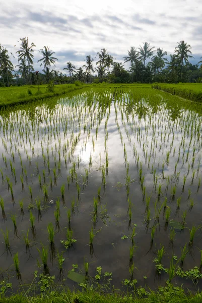 Campos de arroz verde en la isla de Bali, Jatiluwih cerca de Ubud, Indonesia — Foto de Stock