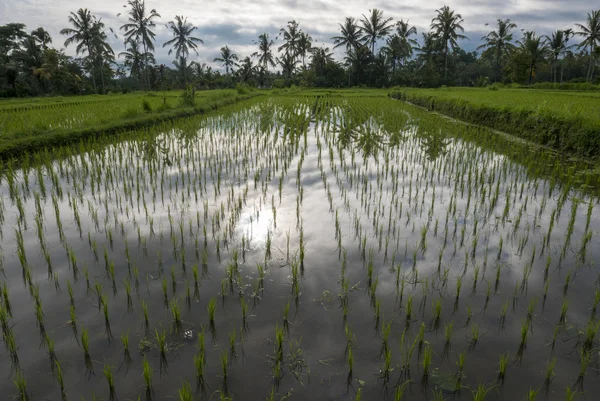 Campos de arroz verde en la isla de Bali, Jatiluwih cerca de Ubud, Indonesia — Foto de Stock